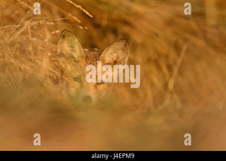 Rotfuchs Welpen versteckt sich in dickem Gras, Kopacki rit, Kroatien Stockfoto