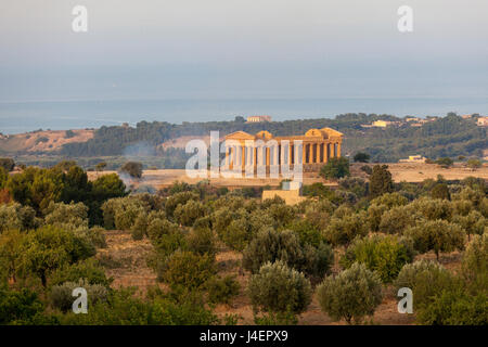 Der Olivenhain rahmt die Tempel der Concordia, einem alten griechischen Tempel im Valle dei Templi, UNESCO, Agrigento, Italien Stockfoto