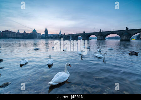 Weiße Schwäne auf dem Fluss Vltava und die historische Karlsbrücke bei Sonnenaufgang, UNESCO-Weltkulturerbe, Prag, Tschechische Republik Stockfoto