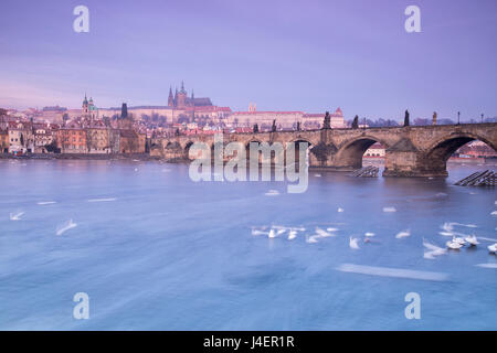 Weiße Schwäne auf dem Fluss Vltava und die historische Karlsbrücke bei Sonnenaufgang, UNESCO-Weltkulturerbe, Prag, Tschechische Republik Stockfoto