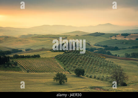 Sonnenaufgang auf den sanften grünen Hügeln des Val d ' Orcia, UNESCO-Weltkulturerbe, Provinz Siena, Toskana, Italien, Europa Stockfoto