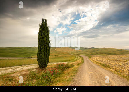 Einsamer Baum und Asphalt Weg in den sanften grünen Hügeln des Val d ' Orcia, UNESCO, Provinz Siena, Toskana, Italien Stockfoto