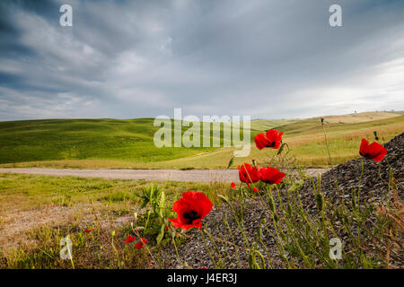 Rote Blumen und Wolken umrahmen die sanften grünen Hügeln des Val d ' Orcia, UNESCO, Provinz Siena, Toskana, Italien Stockfoto