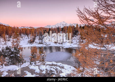 Rosa Himmel bei Sonnenaufgang rahmt den gefrorenen See Mufule umgeben von Wäldern, Malenco Tal, Provinz Sondrio, Valtellina, Italien Stockfoto