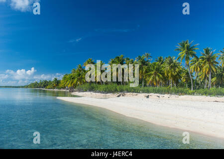 Schöne Palmen gesäumten weißen Sandstrand in das türkisfarbene Wasser des Pazifik, Französisch-Polynesien, Tuamotus, Tikehau Stockfoto