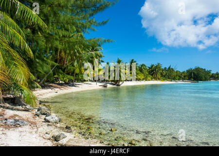 Schöne Palmen gesäumten weißen Sandstrand in das türkisfarbene Wasser des Pazifik, Französisch-Polynesien, Tuamotus, Tikehau Stockfoto