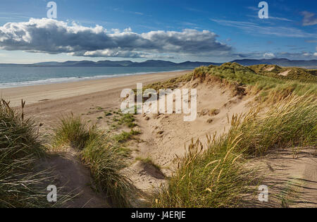 Sanddünen am Rossbeigh Strand, Ring of Kerry, County Kerry, Munster, Irland, Europa Stockfoto