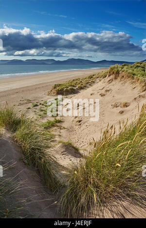 Sanddünen am Rossbeigh Strand, Ring of Kerry, County Kerry, Munster, Irland, Europa Stockfoto