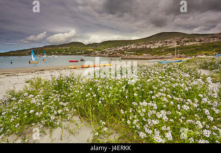 Meer-Rakete auf den Strang in Derrynane House, Ring of Kerry, County Kerry, Munster, Irland, Europa wächst Stockfoto