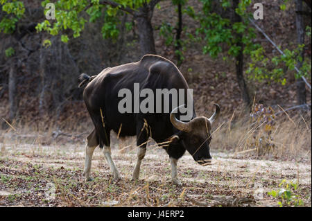 Eine indische Bison (Bos Gaurus Bandhavgarh) Wandern, Bandhavgarh National Park, Madhya Pradesh, Indien, Asien Stockfoto