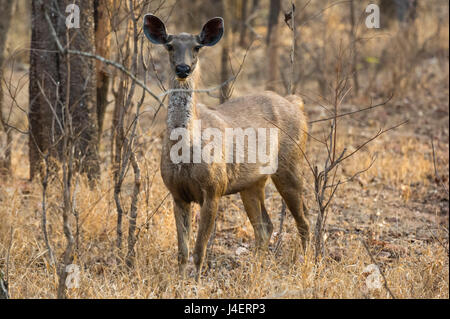 Sambar-Hirsch (Rusa unicolor), Bandhavgarh National Park, Madhya Pradesh, Indien, Asien Stockfoto