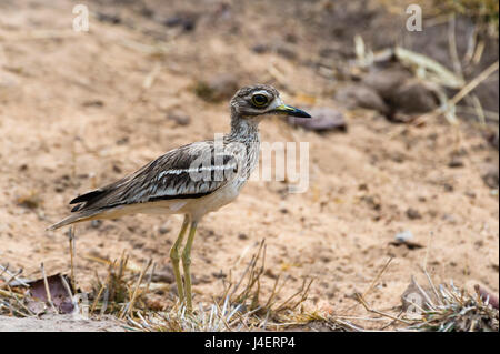 Indische Thick-knee (Burhinus Indicus), Bandhavgarh National Park, Madhya Pradesh, Indien, Asien Stockfoto