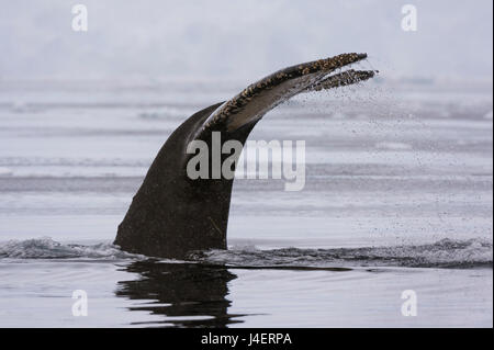 Ein Buckelwal (Impressionen Novaeangliae), Tauchen in der Wilhelmina Bay, Antarktis, Polarregionen Stockfoto