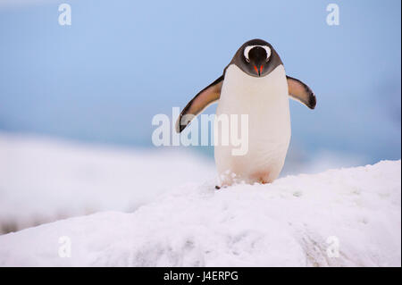 Ein Gentoo-Pinguin (Pygoscelis Papua), Petermann Island, Antarktis, Polarregionen Stockfoto