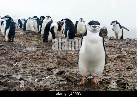 Porträt eines Pinguins Zügelpinguinen (Pygoscelis Antarcticus), Half Moon Island, Antarktis, Polarregionen Stockfoto