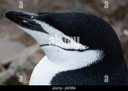 Porträt eines Pinguins Zügelpinguinen (Pygoscelis Antarcticus), großaufnahme Half Moon Island, Antarktis, Polarregionen Stockfoto