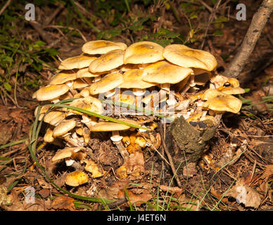 Wilde Pilze Stockfoto