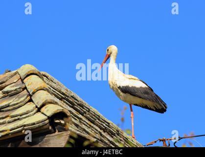 Weißstorch, Ciconia Ciconia, auf dem Hausdach, Natur Park Lonjsko Polje in Kroatien Stockfoto