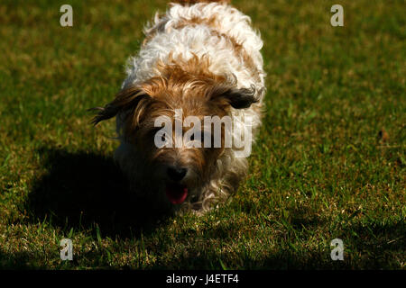 Draht kurzhaarige Jack Russell terrier Stockfoto