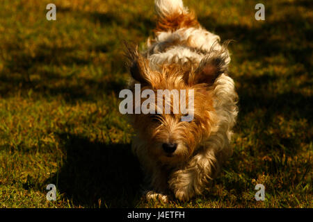 Draht kurzhaarige Jack Russell terrier Stockfoto