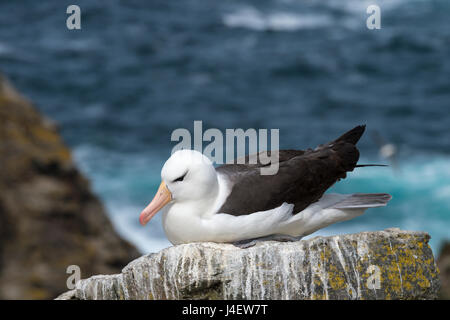 Black-browed Albatross auf Saunders Island, Falkland-Inseln Stockfoto