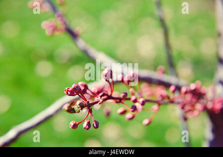 Knospen der rosa Blume closeup Stockfoto