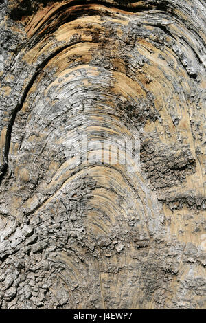 Holzmaserung Bogen in verwitterten alten Kiefer Baumstamm Stockfoto