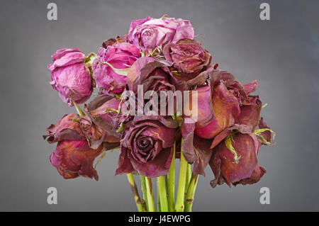 ein Bündel getrocknet von alten tot rote und rosa Rosen mit grauem Hintergrund Stockfoto