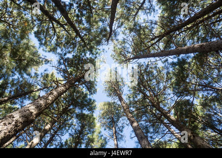 Blick auf Pinien Stockfoto