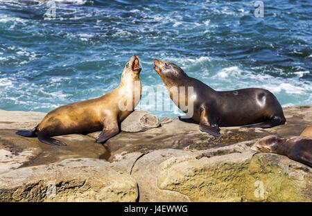 Männliche und weibliche Dichtung (Phoca vitulina Harbour Seal) Marine Life Mammal Paarung in Nature Dance La Jolla Cove San Diego Kalifornien US Pacific Ocean Beach Stockfoto