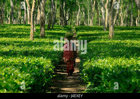 Arbeitnehmer auf dem Weg zur Arbeit stellen im Tea Garden in Sirmangal. Moulvibazar, Bangladesch. Stockfoto