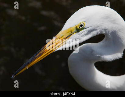 Profil von Silberreiher Stockfoto