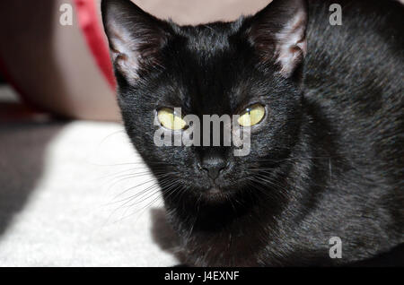 Schwarze Katze Stockfoto