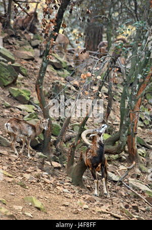 Zyprischen Mufflon (bekannt als "Agrino"), die wilde Schafe von Zypern und ein nationales Symbol der Insel bei "Stavros Tis Psokas" Wald-Bahnhof Stockfoto