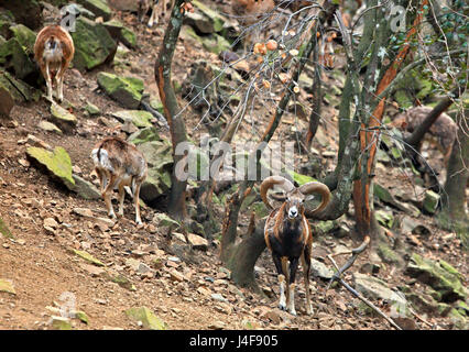 Zyprischen Mufflon (bekannt als "Agrino"), die wilde Schafe von Zypern und ein nationales Symbol der Insel bei "Stavros Tis Psokas" Wald-Bahnhof Stockfoto