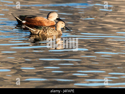 Paar rote Löffelente Enten schwimmen in Laguna Nimez, Calafate, Argentinien Stockfoto