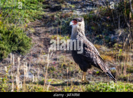 Südlichen Crested Caracara in den Büschen Stockfoto