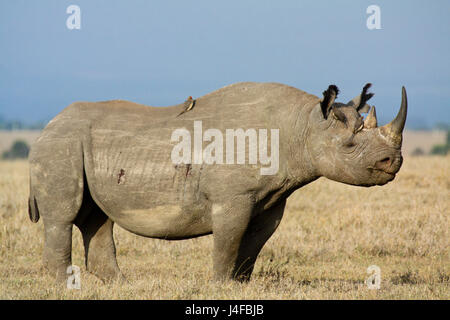 Ein schwarzen Nashorn (Diceros Bicornis) steht in der Savanne mit rot-billed Oxpeckers (Buphagus Erythrorhynchus). OL Pejeta Conservancy, Kenia. Stockfoto