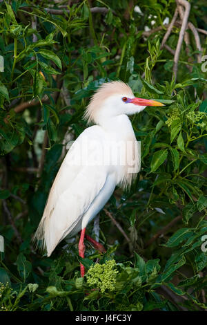 Kuhreiher - Bubulcus Ibis - Erwachsene Gefieder Zucht Stockfoto