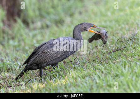 Doppel-crested Kormoran - Phalacrocorax auritis Stockfoto