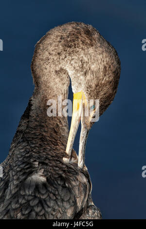 Doppel-crested Kormoran - Phalacrocorax Auritis - juvenile putzen Stockfoto