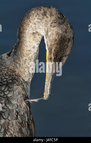 Doppel-crested Kormoran - Phalacrocorax Auritis - juvenile putzen Stockfoto