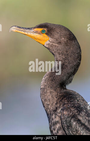 Doppel-crested Kormoran - Phalacrocorax auritis Stockfoto