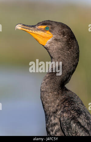 Doppel-crested Kormoran - Phalacrocorax auritis Stockfoto