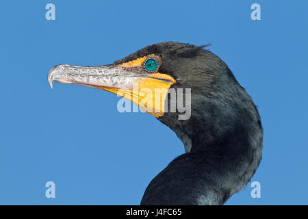 Doppel-crested Kormoran - Phalacrocorax auritis Stockfoto