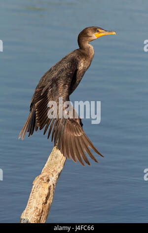 Doppel-crested Kormoran - Phalacrocorax auritis Stockfoto