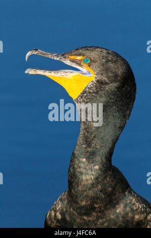 Doppel-crested Kormoran - Phalacrocorax auritis Stockfoto