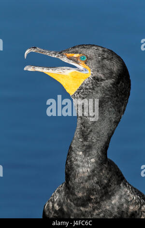 Doppel-crested Kormoran - Phalacrocorax auritis Stockfoto