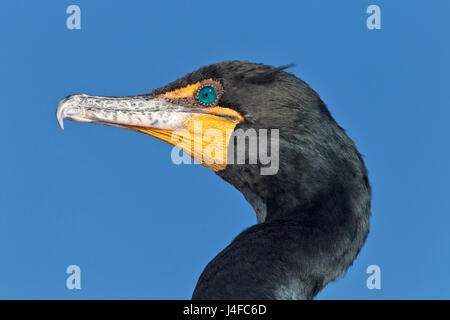 Doppel-crested Kormoran - Phalacrocorax auritis Stockfoto