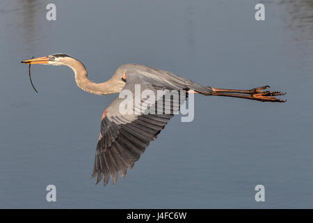 Great Blue Heron - Ardea herodias Stockfoto